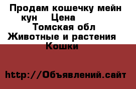 Продам кошечку мейн кун. › Цена ­ 6 000 - Томская обл. Животные и растения » Кошки   